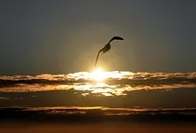 sunset sun seagulls skyscapes 1680x1050 wallpaper Art HD Wallpaper
